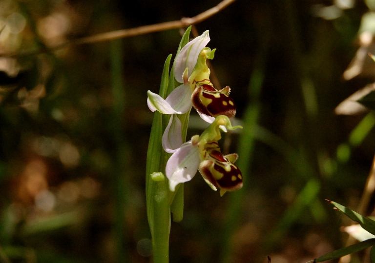 A caccia di orchidee tra i boschi dell''Appennino laziale